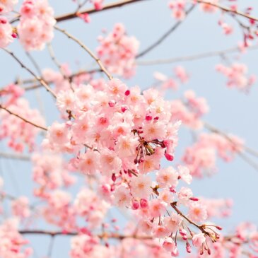 Kirsebærblomster i Washington DC forventes at blomstre i midten af marts